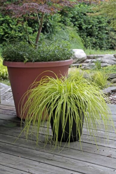 Carex oshimensis ‘EverColor Everillo’ (Hoffman Nursery)