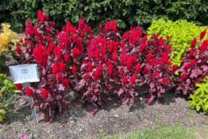 Celosia %E2%80%98Burning Embers exhibits fiery red flowers on crimson foliage at MSU trial gardens