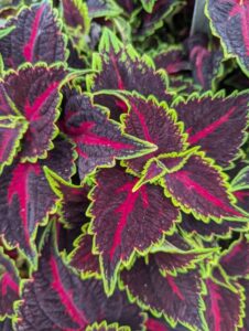 Coleus 'Talavera Pink Tricolor' (Syngenta Flowers)