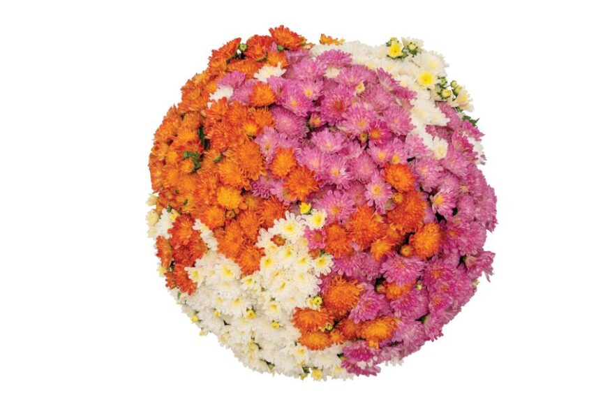 Confetti Garden Pisces (Duimmen Orange)