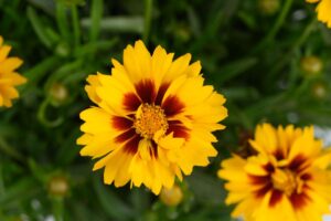 Coreopsis ‘Solanna Sunset Bright’ (Danziger)