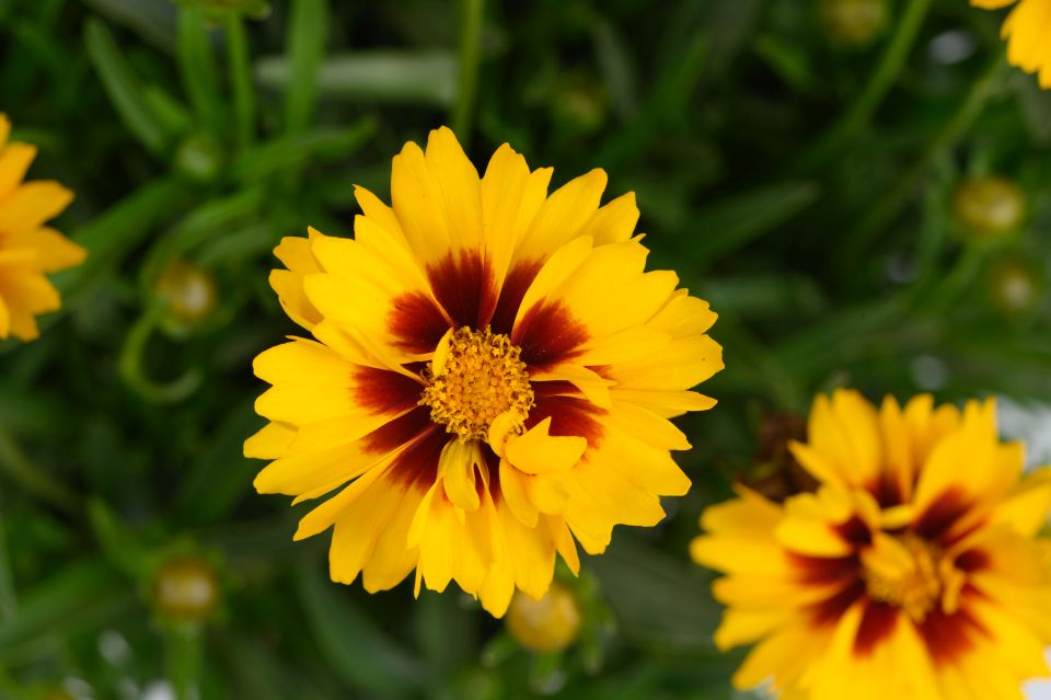 Coreopsis %E2%80%98Solanna Sunset Bright Danziger