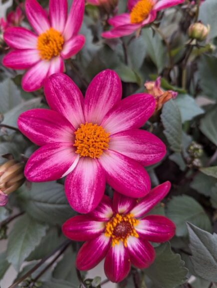 Dahlia 'Dahlegria Magenta Bicolor' (Syngenta Flowers)