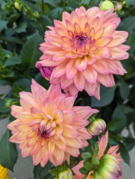 Dahlia 'Miss Mandy' (Syngenta Flowers)