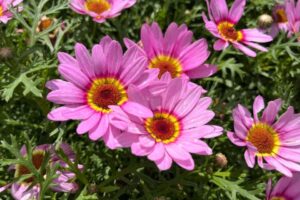 Delicate pink and yellow flowers of Argyranthemum Grandaisy Pink Halo Improved