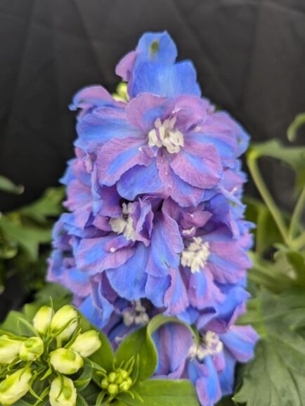 Delphinium 'Guardian Blue' (PanAmerican Seed)