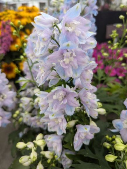 Delphinium F1 'Guardian Lavender' (PanAmerican Seed)