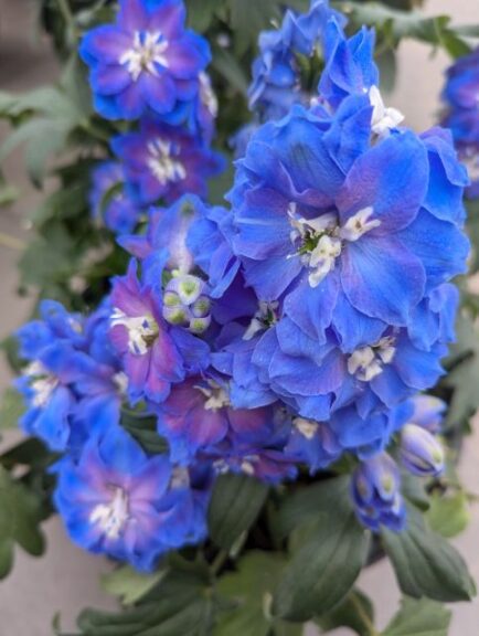 Delphinium 'TD1071 F1 Exp Blue' (American Takii)