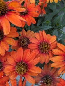 Echinacea 'Sun Magic Vintage Electric Orange' (Bull Plant Genetics)