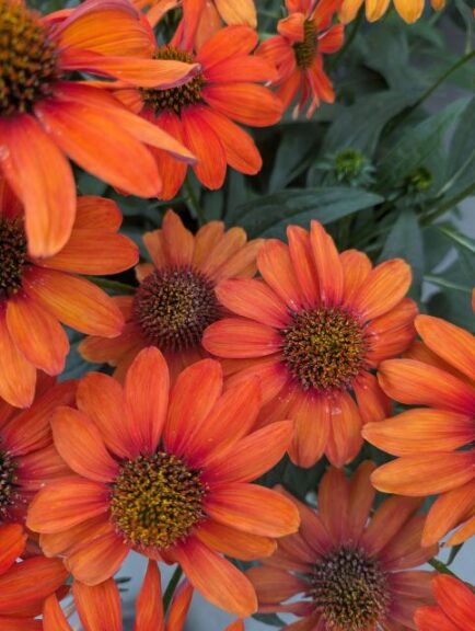 Echinacea 'Sun Magic Vintage Electric Orange' (Bull Plant Genetics)