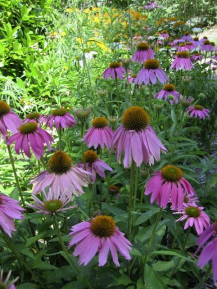 Echinacea purpurea Purple Coneflower (Hoffman Nursery)