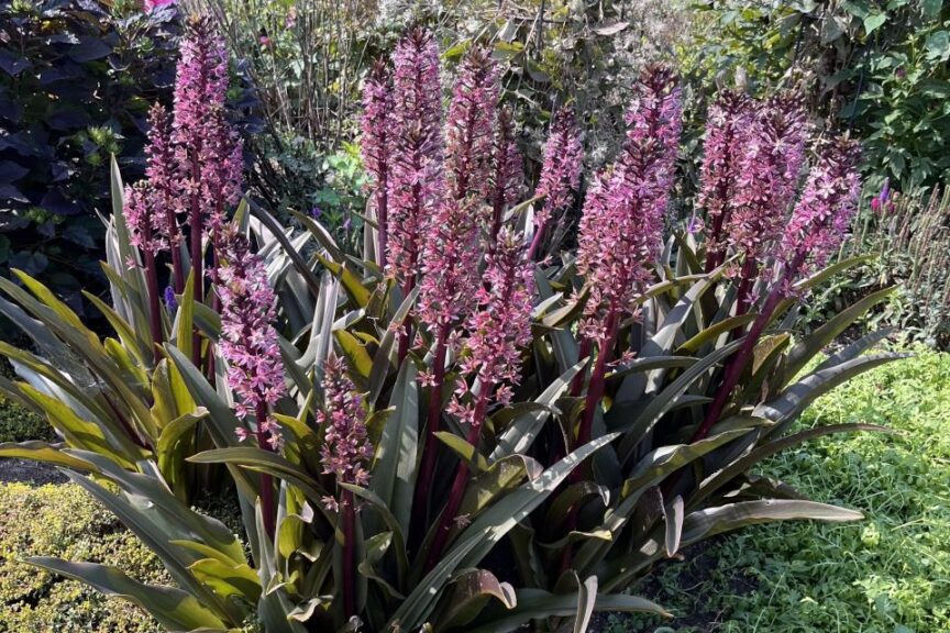 Eucomis ‘Purple Reign has purple spikes of flowers on bronze strappy foliage