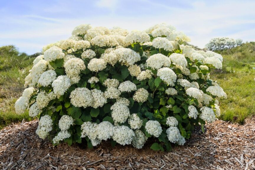 First Editions FlowerFull Smooth Hydrangea (Bailey Nurseries)