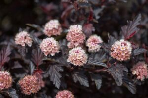 First Editions Hydrangea 'Fireside Ninebark' (Bailey Nurseries)