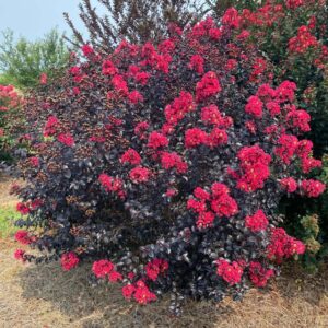 First Editions Shadow Magic Crapemyrtle (Bailey Nurseries)