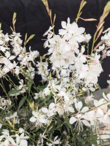 Gaura 'Belleza Early White' (Selecta One)