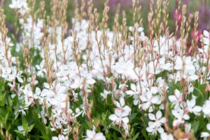 Gaura 'Steffi White' (Danziger)