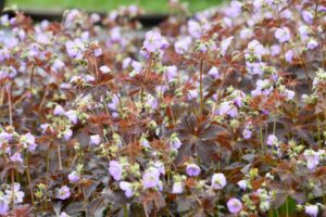 Geranium maculatum ‘Huggy Bear’ (Emerald Coast Growers)