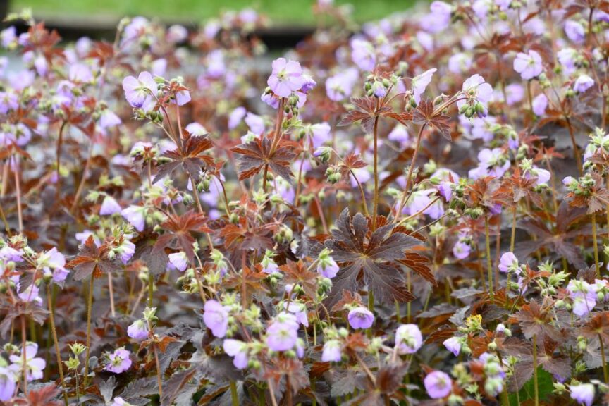 Geranium maculatum ‘Huggy Bear’ (Emerald Coast Growers)