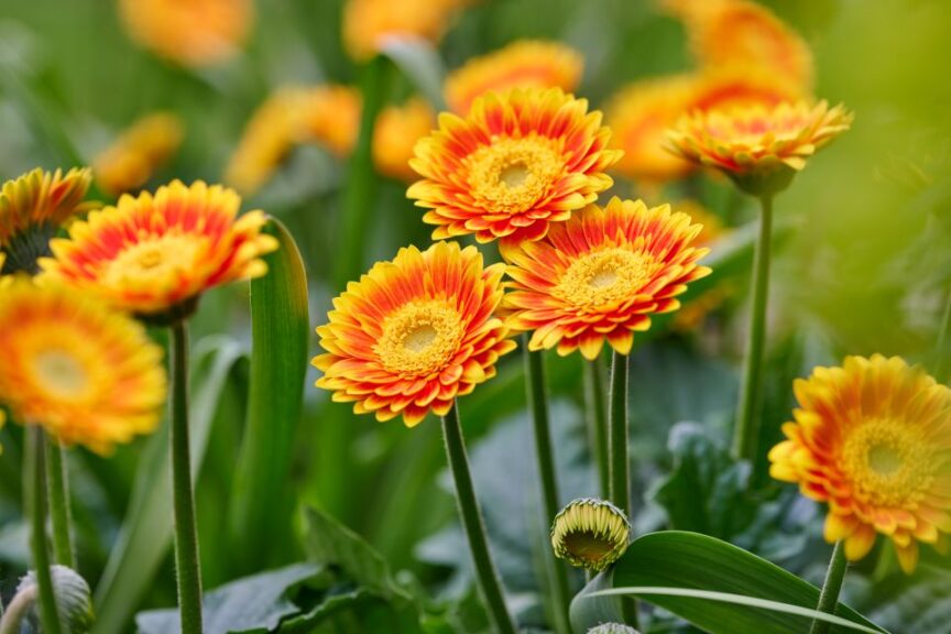 Gerbera ‘Garvinea Sweet Blaze’ (HilverdaFlorist)