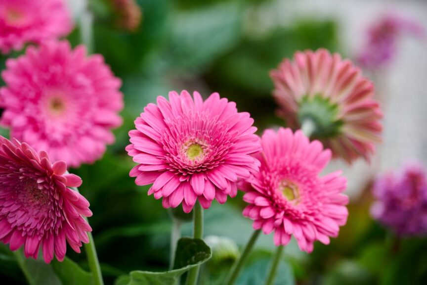 Gerbera ‘Garvinea Sweet Maggie’ (HilverdaFlorist)