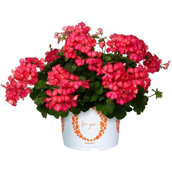 Geranium 'Glory Days Pink Bicolor' Dümmen Orange)