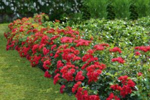 Ground Cover Roses Flower Carpet Series (Anthony Tesselaar Plants)