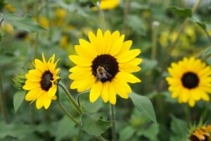 Helianthus ‘Suncredible Yellow’ (Proven Winners)