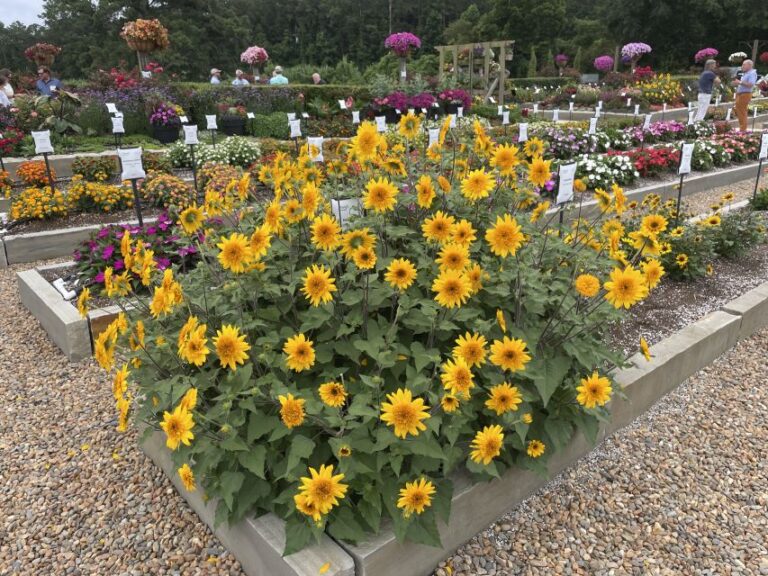 Helianthus ‘Sunfinity Double Yellow’ (Syngenta Flowers)