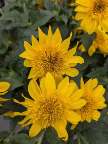 Helianthus 'Sunfinity Double Yellow' (Syngenta Flowers)