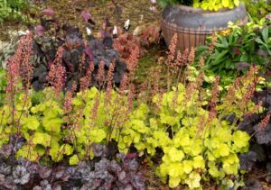 Heuchera ‘Northern Exposure Lime’ (Terra Nova Nurseries)