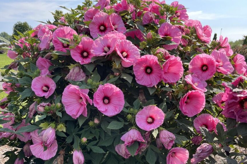 Hibiscus Summerific %E2%80%98Candy Crush features huge 8 inch flowers on a tidy but large foliage