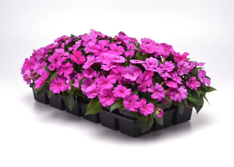 Impatiens ‘Solarscape XL Pink Jewel’ (PanAmerican Seed)