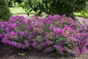 Lagerstroemia Bellini Series (Star Roses and Plants)