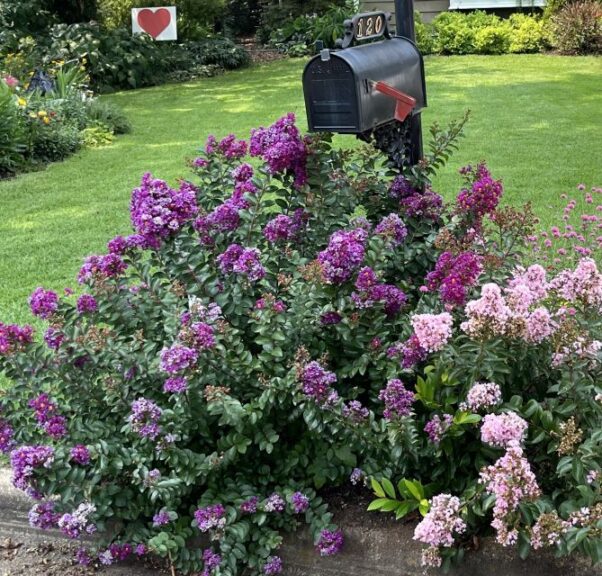 Lagerstroemia GreatMyrtle Series (Garden Choice)