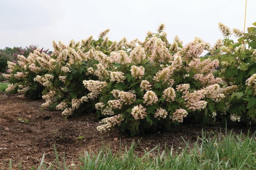 Li’l Annie Oakleaf Hydrangea (Star Roses and Plants)