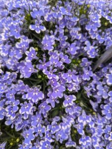 Lobelia 'Magadi Blue Bay Comp 25' (Selecta One)