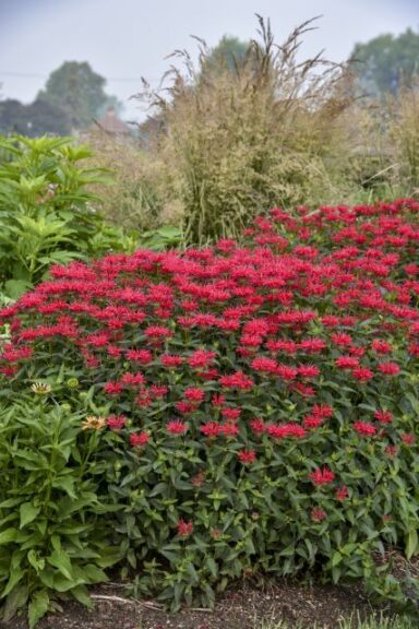 Monarda 'Upscale Red Velvet' (Walters Gardens)