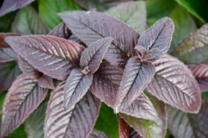 Monarda bradburiana ‘Midnight Oil’ (Intrinsic Perennial Gardens)