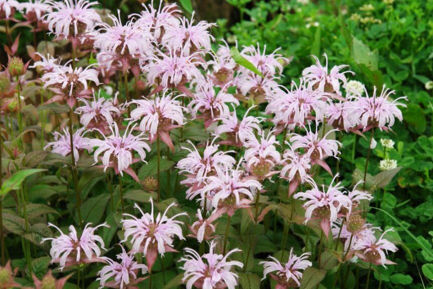 Monarda bradburiana (North Creek Nurseries)