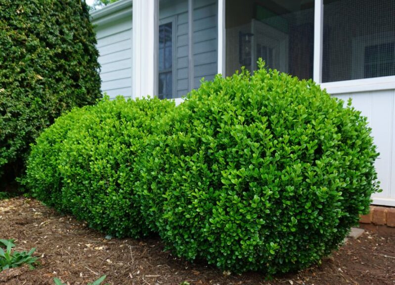 NewGen Freedom Boxwood (NewGen Boxwood)