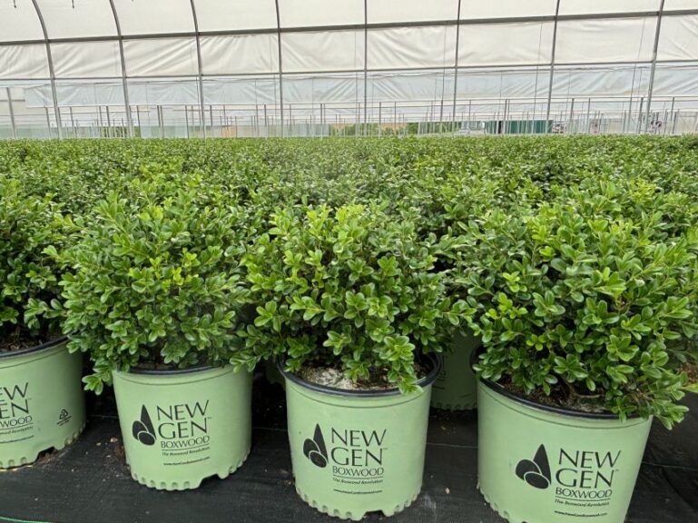 NewGen Independence Boxwood (NewGen Boxwood)