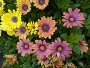 Osteospermum 'Akila Hawaii Sunset Mix' (PanAmerican Seed)