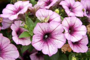 Petunia ‘Potunia+ Purple Vein’ (Dümmen Orange)