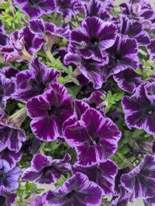 Petunia 'Crazytunia Cosmic Violet' (Westhoff)