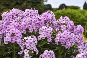 Phlox ‘Luminary Opalescence’ (Walters Gardens)