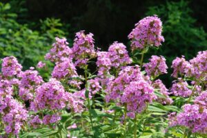 Phlox paniculata ‘Jeana’ (North Creek Nurseries)