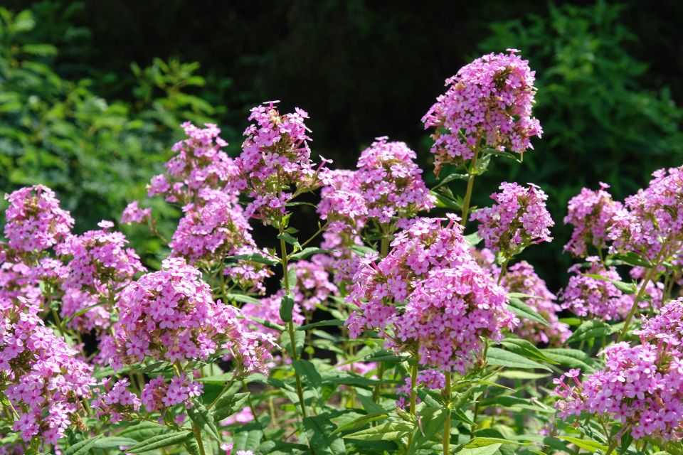 Phlox paniculata %E2%80%98Jeana North Creek Nurseries