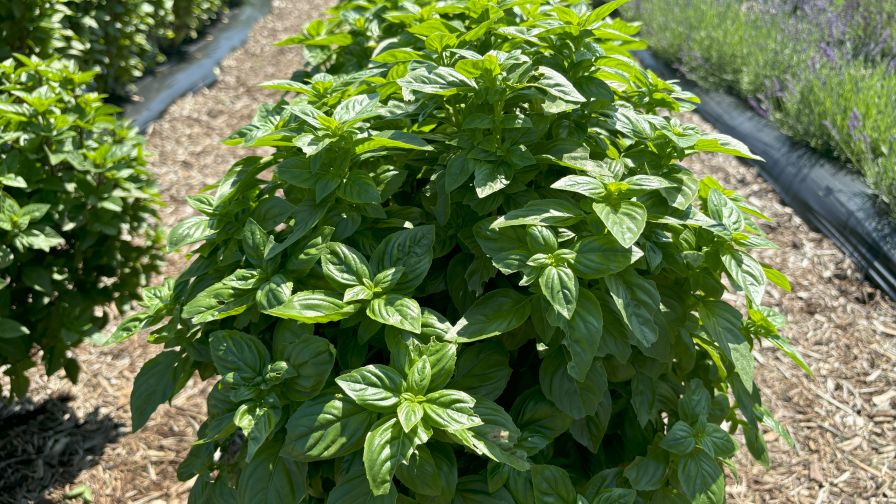 Scented Foliage