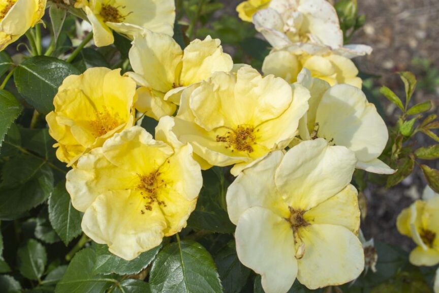 Rosa ‘Knock Out Easy Bee-zy’ (Star Roses and Plants)